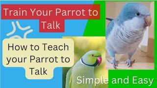 Teach Your Parrot to Talk with my Parrot | Quaker Parrot Talking | Monk Parakeet Talking 