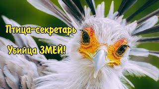 Птица-секретарь. Истребитель ЗМЕЙ!