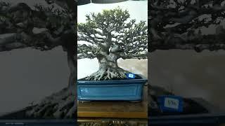 insfirasi bonsai anting putri #pamnas #bonsaiindonesia #bonsaianput