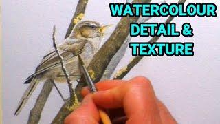 How To Paint Realistic Birds In watercolour, Get The Detail & Texture Right