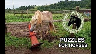 Horse solves puzzle | Problem solving and cognitive enrichment