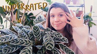 these plants deserve more hype!! | underrated houseplants