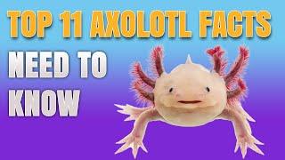 11 Axolotl Facts You Need To Know - AMAZING UNKNOWN AXOLOTL SECRETS REVEALED!!!