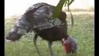 A Turkey in Batam, Indonesia