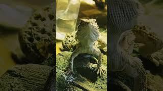 Collard Greens For a Dragon? |           Full Length Footage! @ChuckNorrizBeardedDragons