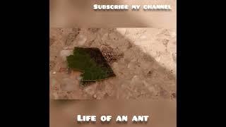 Life Of An Ant #viral #trending #shorts #subscribe #zoology #insects