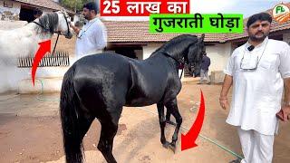 यह है युद्ध ️ के मारवाड़ी काठियावाड़ी घोड़े  || This is the  Marwari Kathiawadi horse of war ️