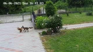 Lisica odnosi kokoš / fox stealing a chicken