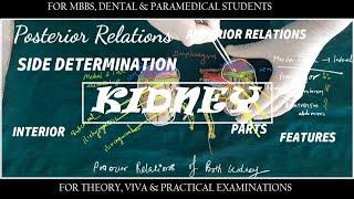 Kidney and it features - Anatomy