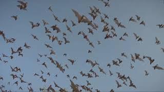 IEN NOW: Researchers Inch Toward 'Automated Bats'