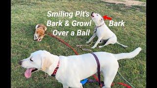 Pitbull and Shiba Bark and Growl Over a Ball 09/12/2024 #shiba #pitbull  #labrador #aivoice