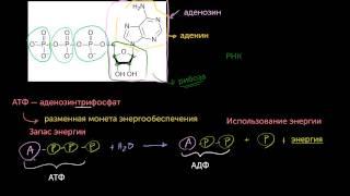 АТФ: Аденозинтрифосфат(видео 10) | Энергия | Биология