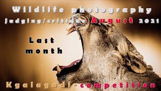 August 2021 Wildlife photography competition judgement/critique-  Kgalagadi