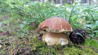 boletus brotadas espectacular ‍🟫‍🟫‍🟫‍🟫