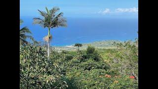 Beautiful Cacao Farm in Kona Hawaii For Sale