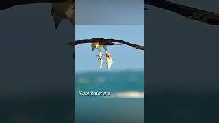 Удивительные моменты с животными #animalsvideo