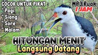 BARU.!!  SUARA RUAK RUAK, SUARA PIKAT BURUNG RUAK - RUAK ASLI, CEPAT DATANG