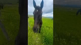 Montana Besties #horses #bellabasque #bellalyn #shortscreator