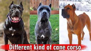 Different kind of cane corso || Cane Corso Dog Breed