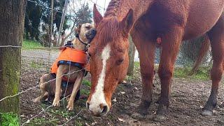 Animal BEST Friends   10 Minutes of FUNNY Pets