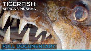 Tigerfish: Africa’s Piranha (full documentary) | Earth Touch TV