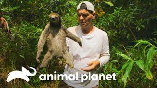 Frank comparte con oso perezoso | Wild Frank | Animal Planet