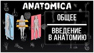 Введение в анатомию / Основы анатомии / Термины и понятия / Общее