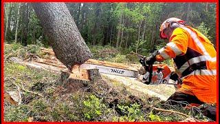 How to Clear a DANGEROUS Hung-Up Tree!