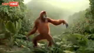 Dancing Monkey Cause Its Friday!