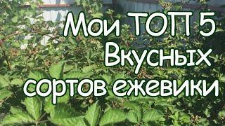 5 самых вкусных  сортов ежевики