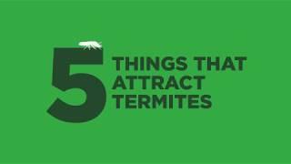 5 Things That Attract Termites to Your Home