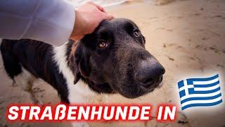 Unerwartete Begleiter: FPV-Flug am Strand mit Straßenhunden in Griechenland! ️