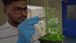 What happens in CCMB's Plant Epigenetics Lab? #generegulation #epigenetics