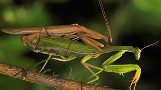 Спаривание и размножение богомолов/ mating and reproduction of mantises/ 螳螂的交配和繁殖/ カマキリの交配と繁殖