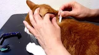 How to administer a Spot-On Flea Treatment to your cat