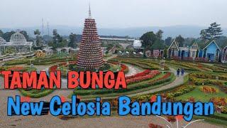 Wisata Hits Semarang Taman Bunga New Celosia | Taman Bunga Celosia Bandungan  #visitsemarang