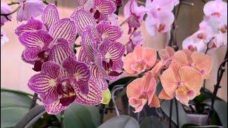Новые Орхидеи из обзора! Удержаться не смогла