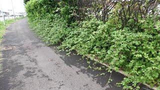 Lombardia, accolto l’ordine del giorno sull’ampliamento delle piste ciclabili nel cremasco