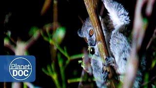 Madagascar. The World of the Lemurs (Documentary Part 7)