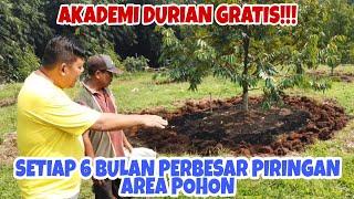 TIPS PERAWATAN WAJIB AGAR POHON DURIAN CEPAT BESAR // TIPS FOR CARING FOR DURIAN TREES