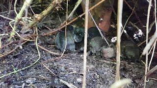 Abandoned mama gave birth in the bushes, She's following us begging for help her crying puppies!