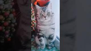 GATOS SE DIVERTINDO! VIDEOS ENGRAÇADOS DE GATOS!