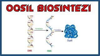 Oqsil biosintezi || Оқсил биосинтези