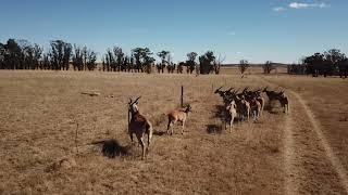 Wildlife videos: Eland jumping a farm fence in South Africa