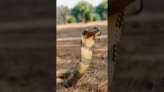 ￼Full￼ aggressive rescue and releasing #cobra #kingcobra #trending #rescued