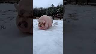 very fat cute Pig#shorts #animals