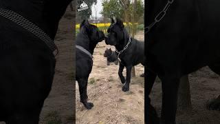 Most Aggressive Cane Corso Fight #shorts