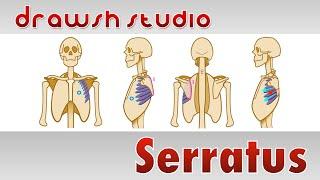 The Serratus Muscles