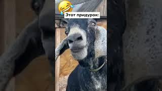 Нужна прелюдия!