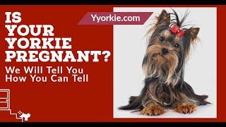 Can You Tell If Your Yorkie Is Pregnant? (Learn How To Know If You Have Puppies Coming)